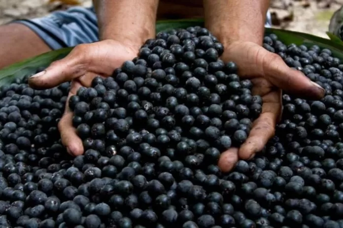 O projeto, executado pela Associação dos Produtores Rurais de Carauari (Asproc) e outras quatro associações locais, beneficiará 2,4 mil famílias e mais de 10 mil pessoas em 76 comunidades da área - Foto: Bruno Kelly/Asproc